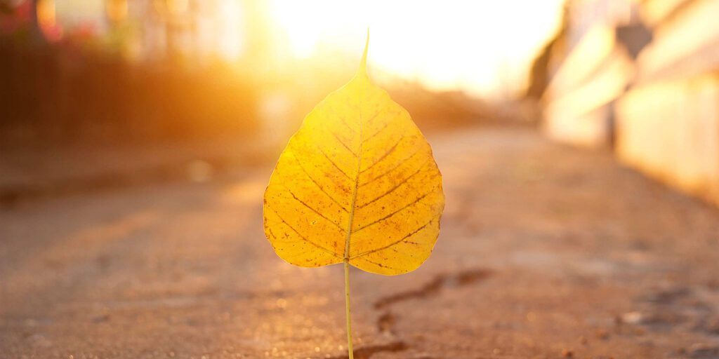 Yellow leaf on sunlit pavement at sunset.