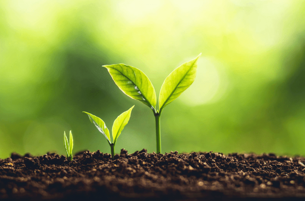 Three green seedlings growing in soil.