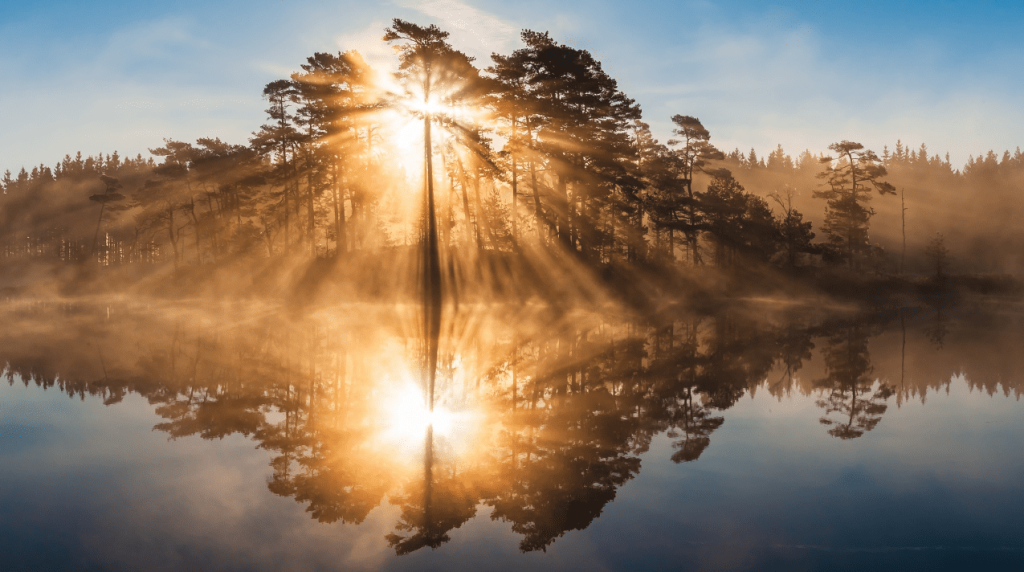 Sunrise through trees reflecting on lake.
